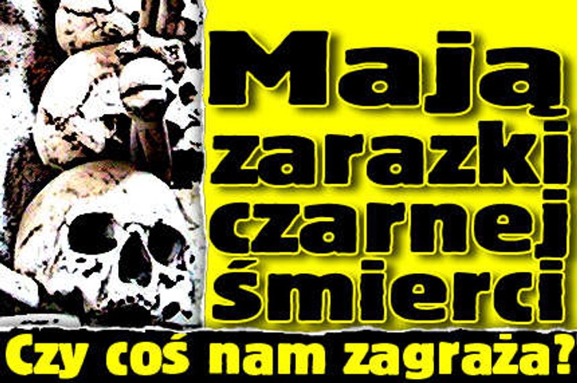 Groza! Mają zarazki czarnej śmierci?