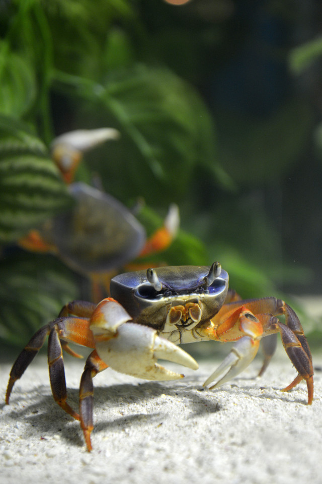 TORUŃ OCEANARIUM I TERARIUM