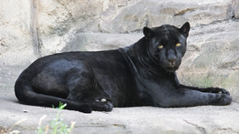 Kissé vakmerő: fekete párducot loptak az állatkertből