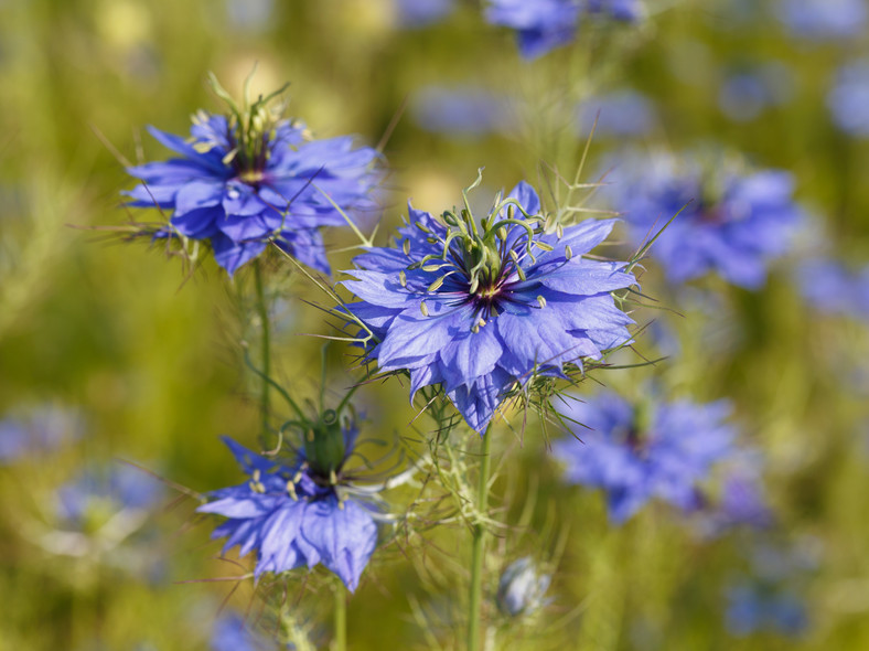 Czarnuszka damasceńska (Nigella damascena)