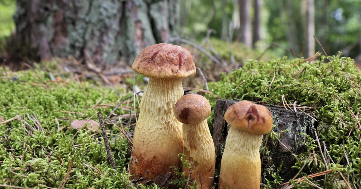 Nowy grzyb zalewa lasy. Amerykaniec wygląda jak borowik i podbija serca grzybiarzy