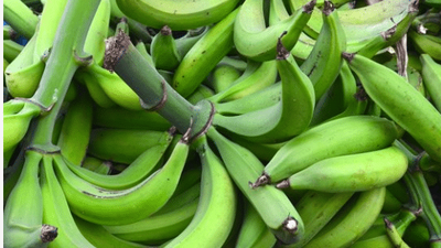 The demand for plantain has increased due to its health benefits