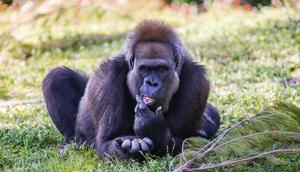 Cross River gorillas . [a-z-animals]