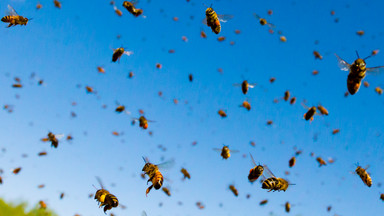 Australia: Pijane pszczoły spadały z nieba. Pszczelarz wyjaśnił, co się stało
