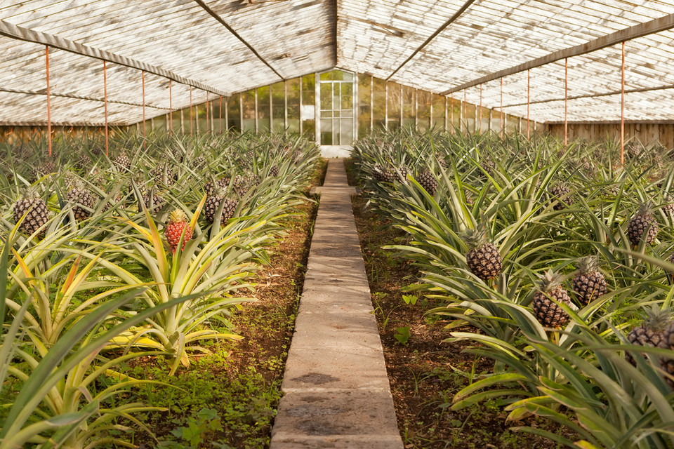 Farma ananasów, Azory