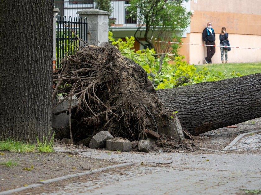 Księży Młyn w Łodzi. Drzewo runęło na ulicę