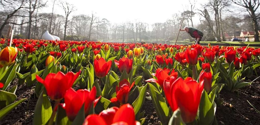 Będzie tulipan imienia Komorowskiej