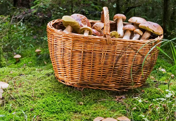 Przygotuj się na grzybobranie. Podpowiadamy, co zabrać ze sobą do lasu