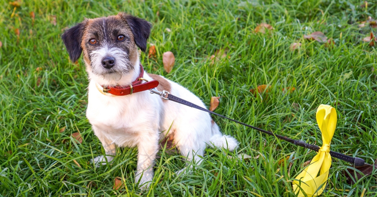 Pies jako firmowy ochroniarz? Fiskus potwierdza: wydatki można wrzucić w koszty VAT