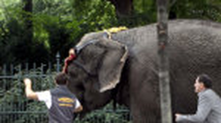 Elszabadult egy elefánt a Kálvin téren