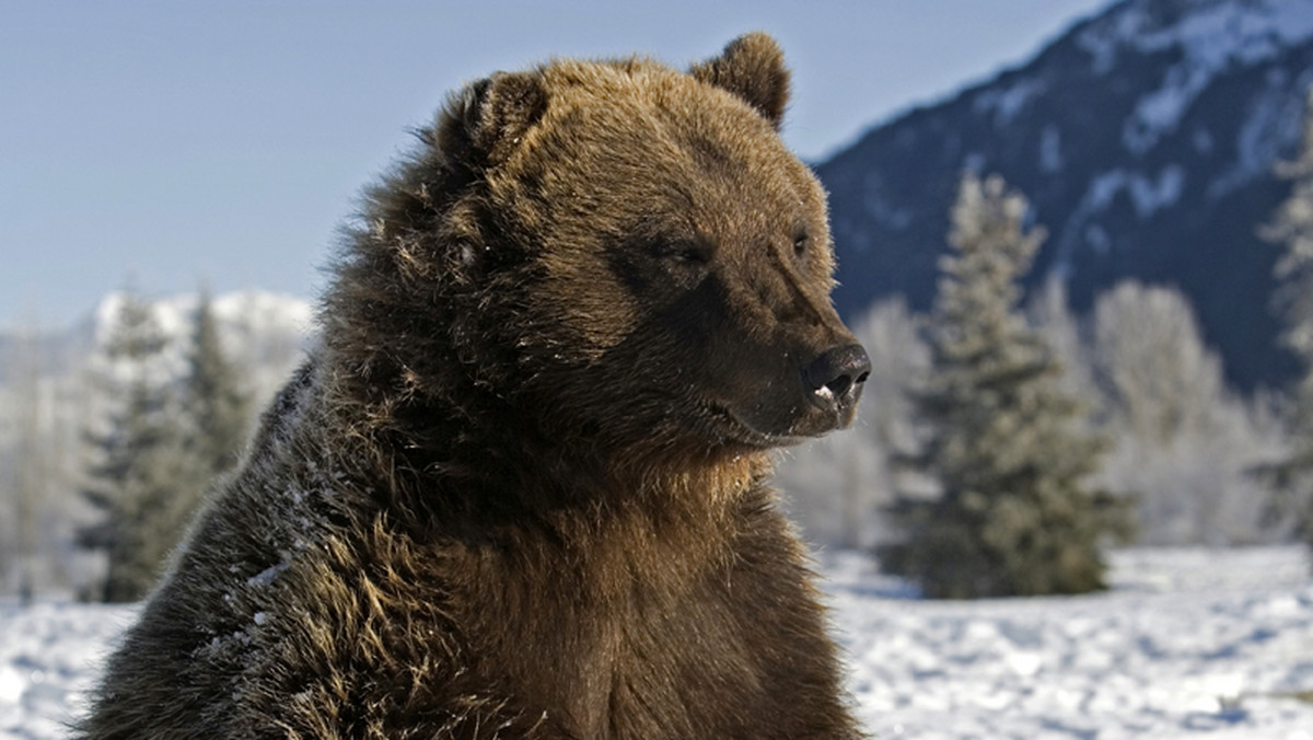 Nieustraszony Mike, niedźwiedź brunatny z własnym kontem na Twitterze, został odstrzelony przez szwajcarskich leśników. Decyzja wzbudziła ogromne kontrowersje i konflikt między strażą leśną a obrońcami zwierząt.