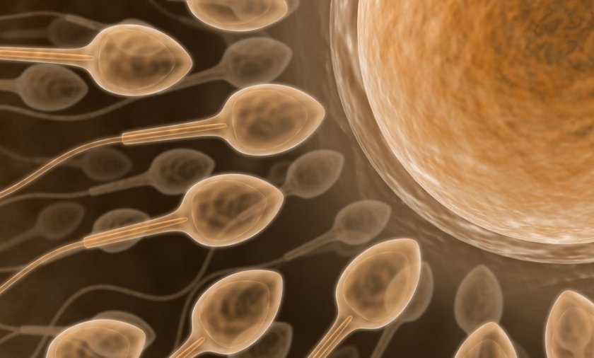 Plemniki Przemieszczają Się Z Przewodów Nazywanych Nasieniowodami Do Jąder Chińscy naukowcy wyhodowali sztuczne plemniki, by pomóc niepłodnym