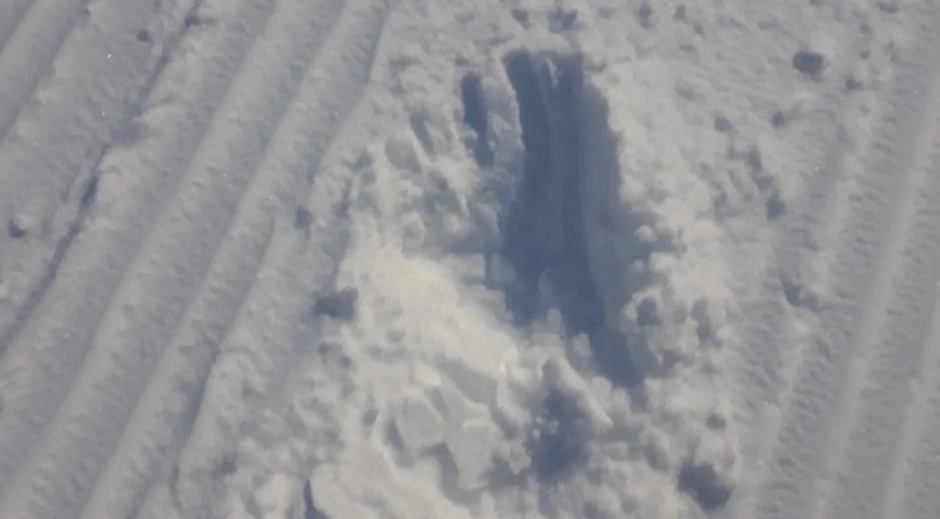 Tragovi medveda u snegu