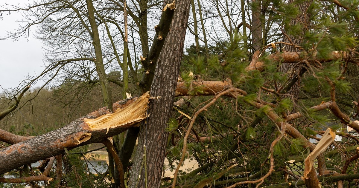 Orkan Eunice. Ofiara śmiertelna wichur. W Emowie drzewo spadło na człowieka