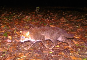 Pljosnato-glavata mačka