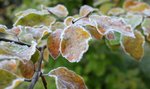 Pogoda wariuje. Aż trudno uwierzyć w tak drastyczną zmianę temperatury