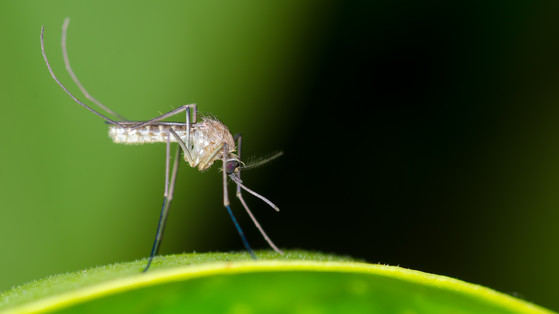 Czy komary będą nas atakować zimą? Ten gatunek jest bardzo wytrzymały na mrozy