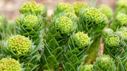 Rhodiola o pentilo de montaña