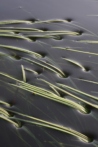 „Surface Tension”