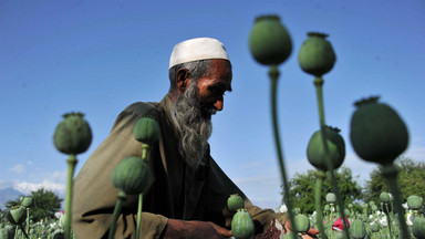 ONZ: w 2013 r. rekordowa produkcja opium w Afganistanie