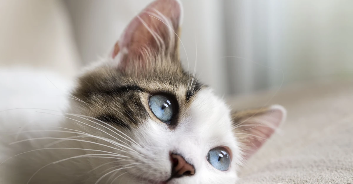 Najnowszy QUIZ dzisiaj dodany. Tylko prawdziwy kociarz nie da się zwieść!