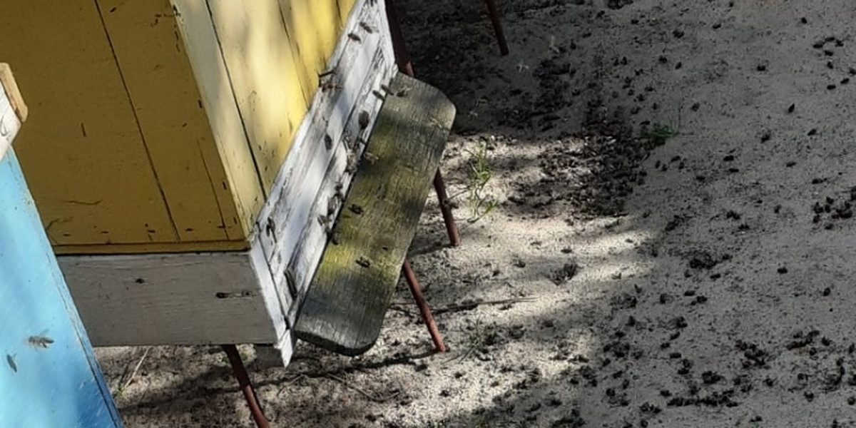 Tysiące pszczół padło w Pleszewie.