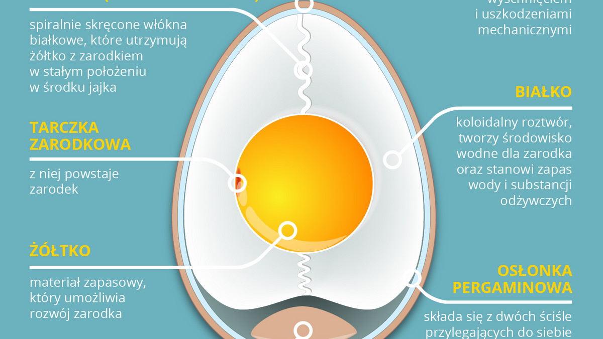 Jak postaje jajko, jak jest zbudowane, co oznaczają wybijane na nim cyfry, jak rozpoznać czy jest świeże i jak je przygotować - tego wszystkiego dowiecie się już za moment!