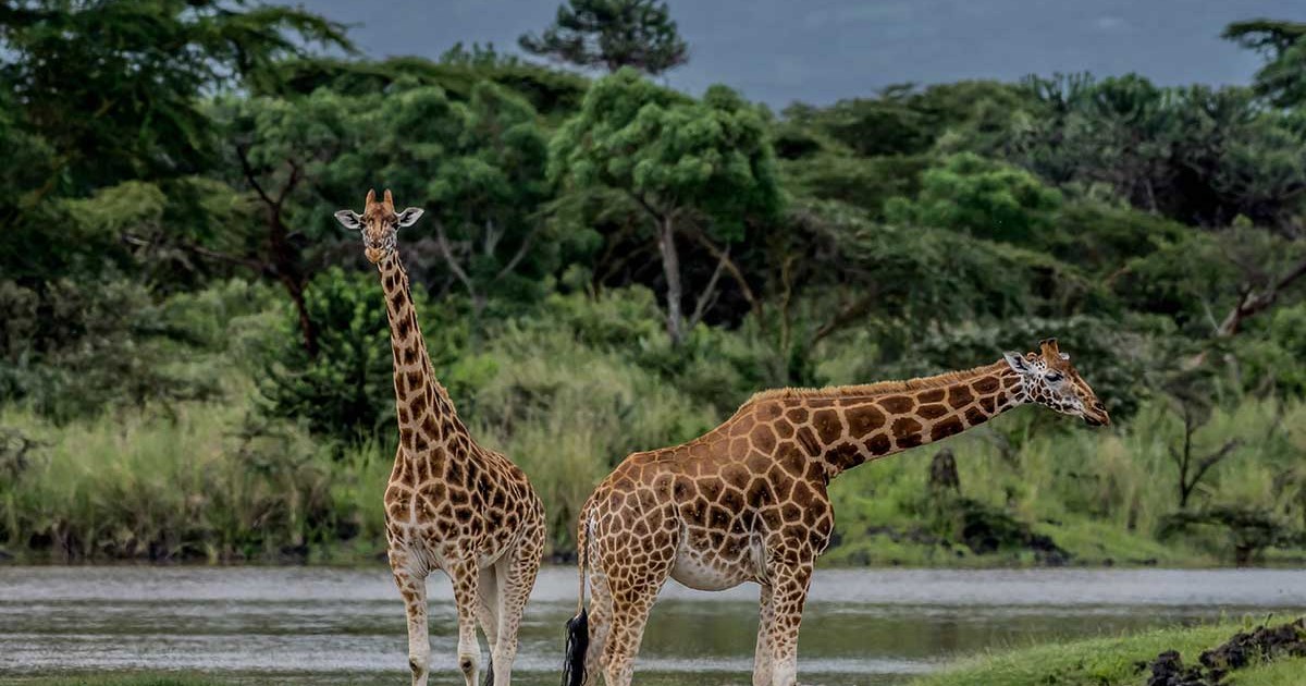 From Ghana to Kenya - How We Planned Our 3 Days Masai Mara Safari - Vimarsana News