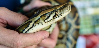 Szok! Wąż zaatakował mężczyznę na komisariacie