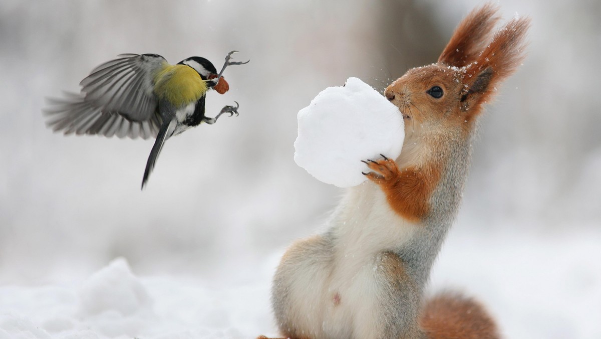 SQUIRREL AND BIRD / SQUIRREL AND BIRD /1454061