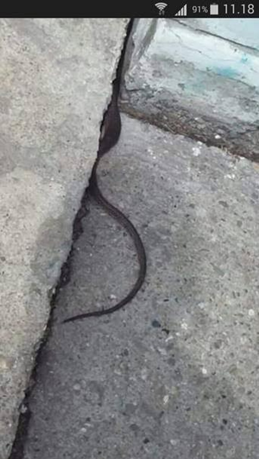 Zmija u OŠ "Pavle Savić" u Mirijevu