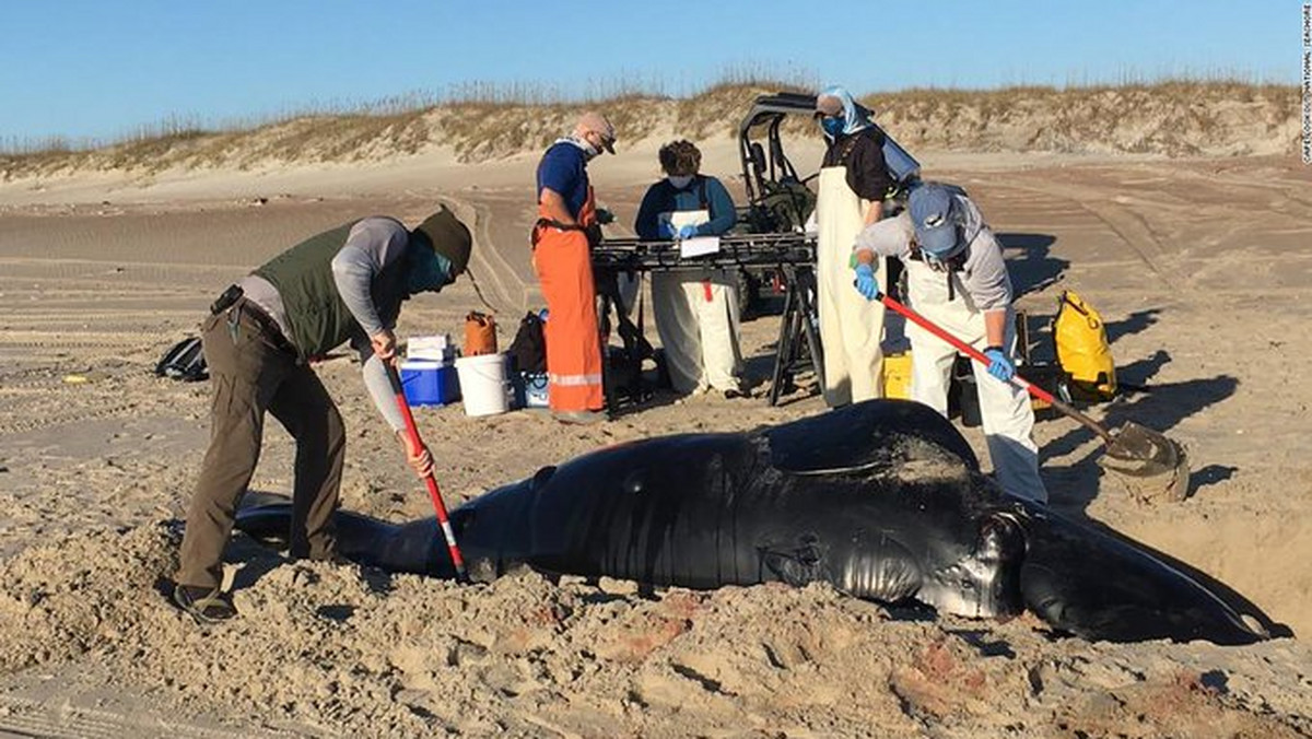 USA: Martwy wieloryb rzadkiego gatunku na brzegu plaży 