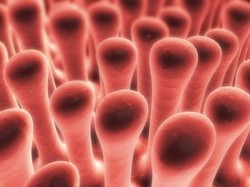 Így derítheti ki, hogy elsorvadtak-e a bélbolyhai című cikk nyitóképe