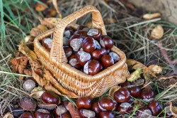 Ile zarobisz za kilogram kasztanów? Działają specjalne skupy