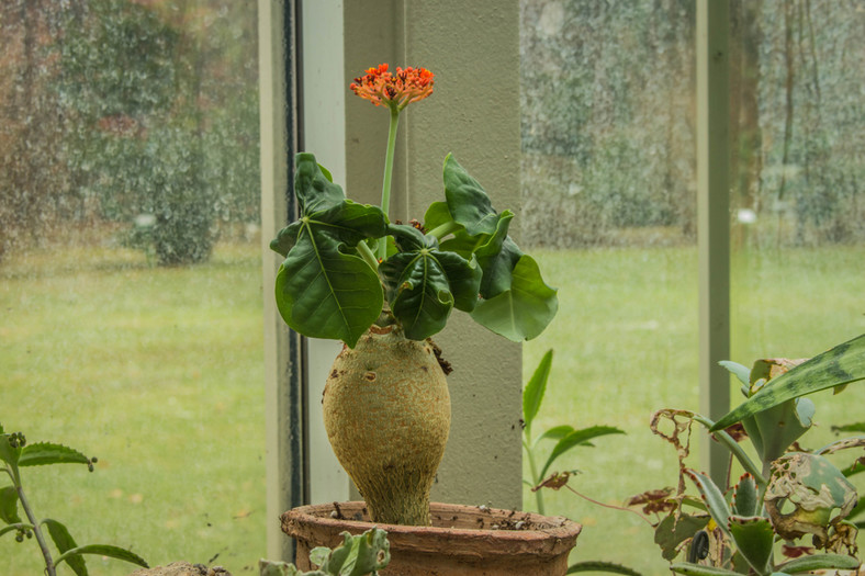 Jatropha podagrica