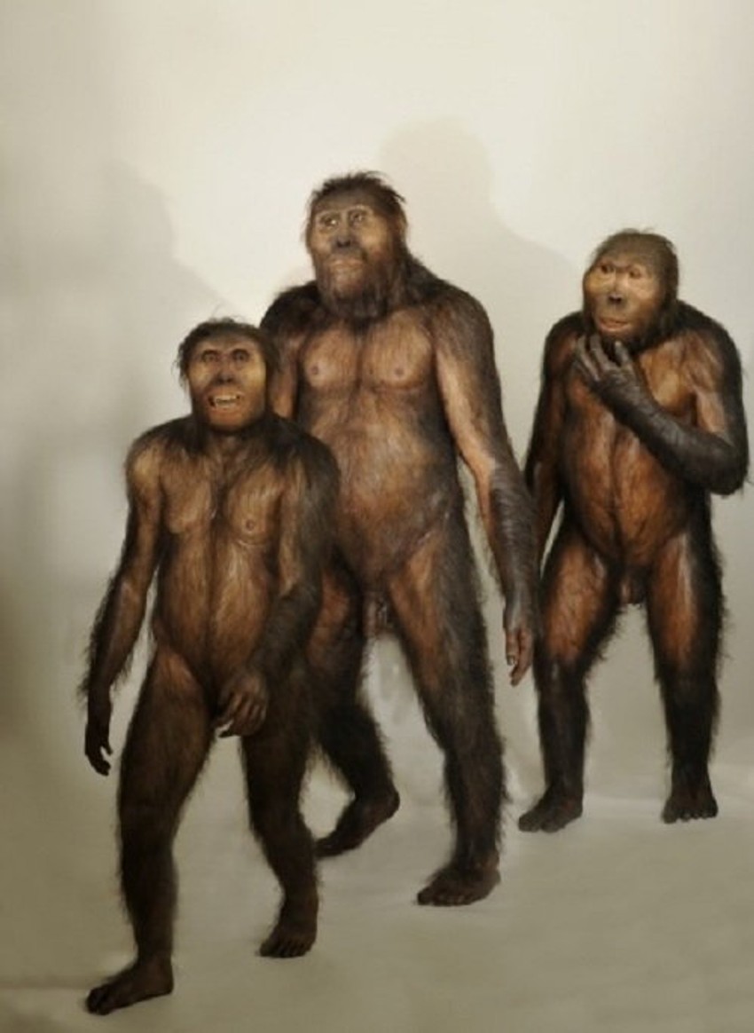 Rekonstruisani modeli Paranthropus boiseija, našeg pretka koji je živeo pre dva i po miliona godina