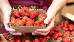 Tanie słodkie truskawki do imieninowego szampana. Teraz za pół ceny 