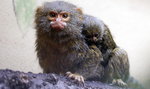 Urodziła się najmniejsza małpka świata!