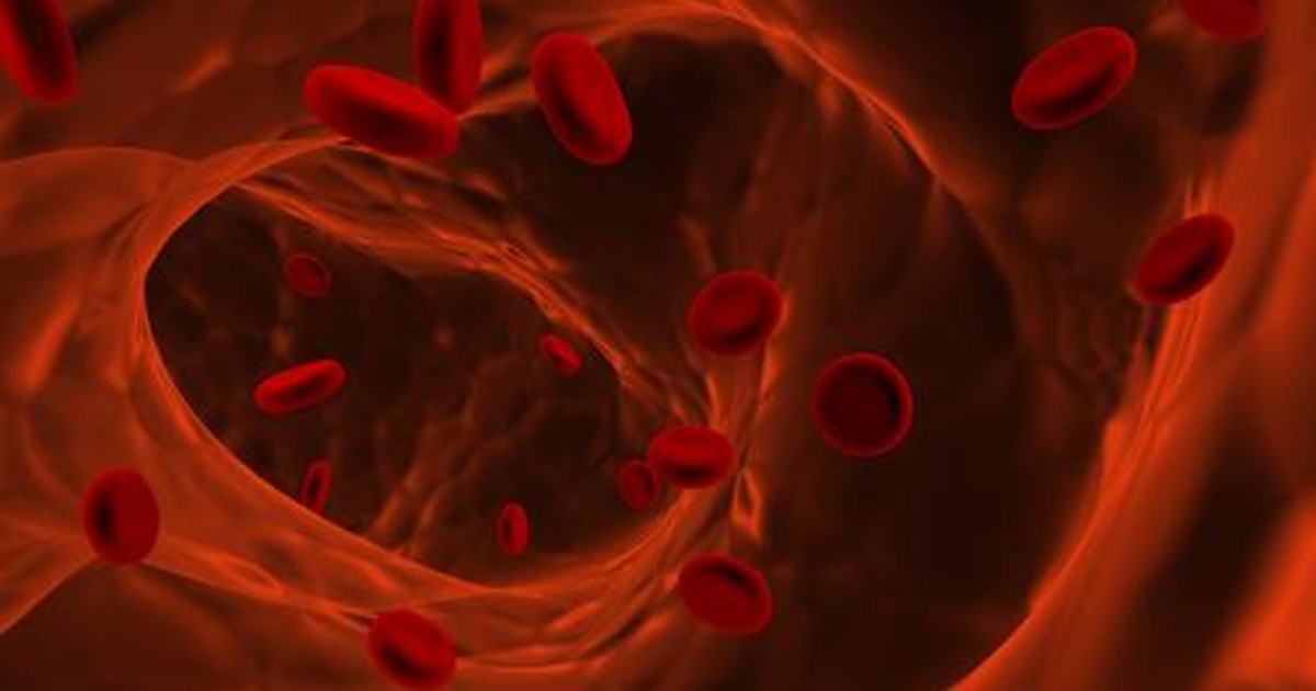 клетка кровеносной системы