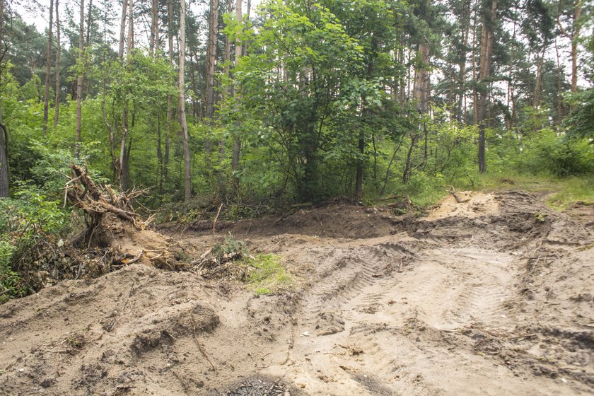 W Nowym Zoo w Poznaniu powstanie wybieg dla wilków