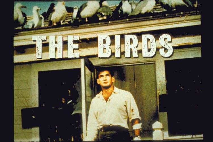 Rod Taylor w 'Ptakach'