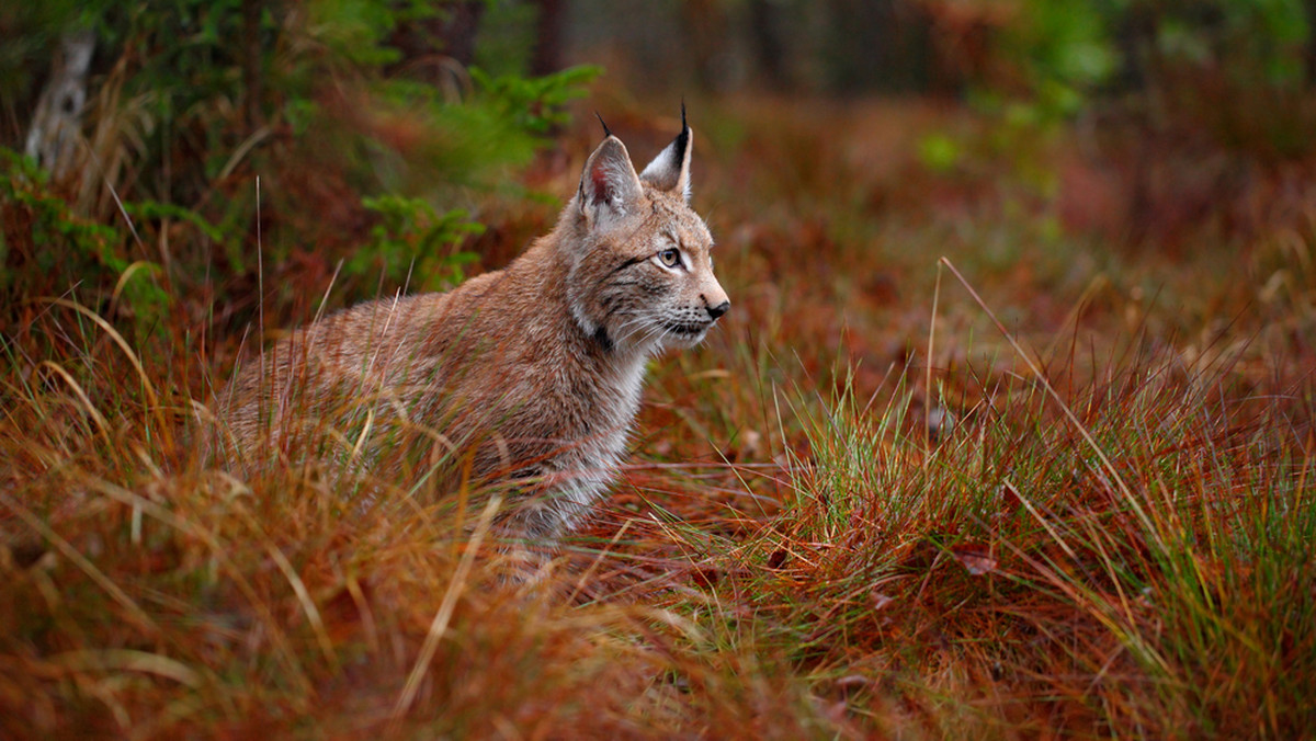 Dwuletnia samica rysia jest nową atrakcją białostockiego mini ogrodu zoologicznego. W zoo można też podglądać m.in. niedźwiedzie, wilki i żbiki.