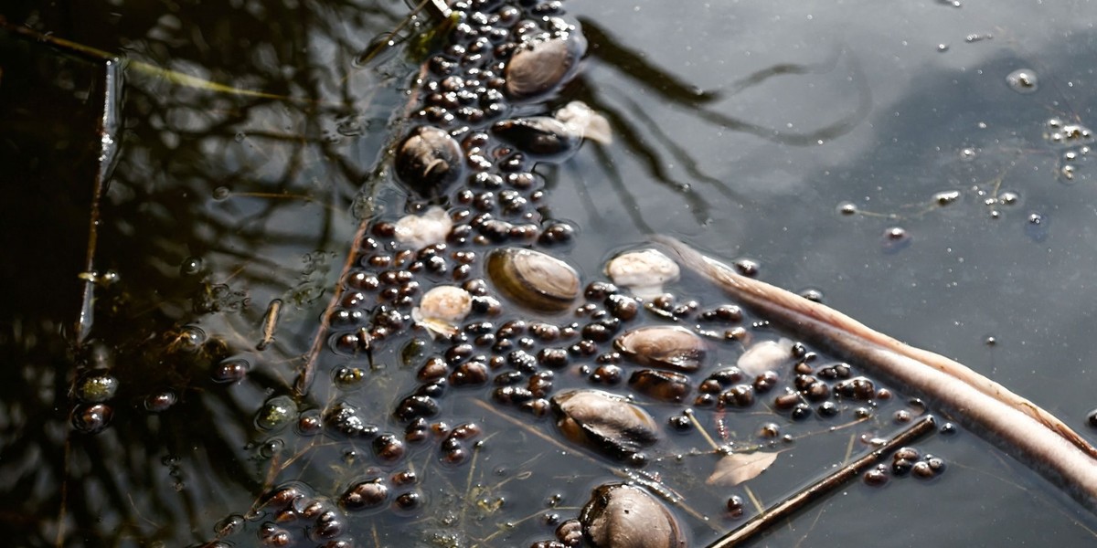 W Odrze znowu umierają małże - alarmuje hydrobiolog ze Szczecina.