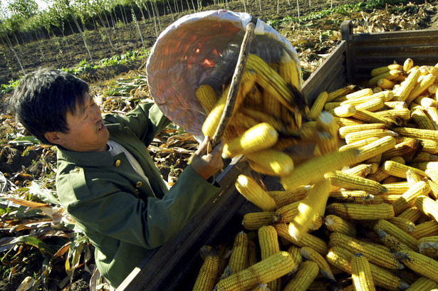 Chiński rolnik zbiera kukurydzę - na wsi żyje 737 mln ludzi.