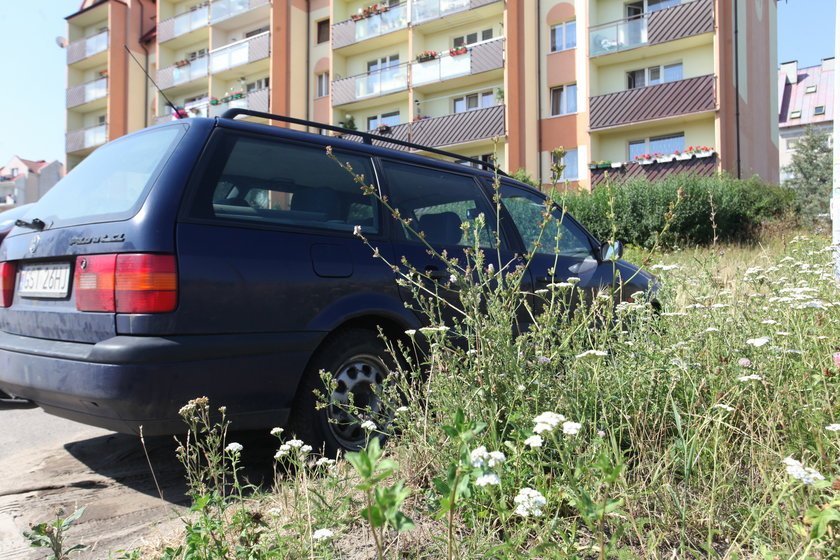 Zarośnięte trawniki na Suchaninie