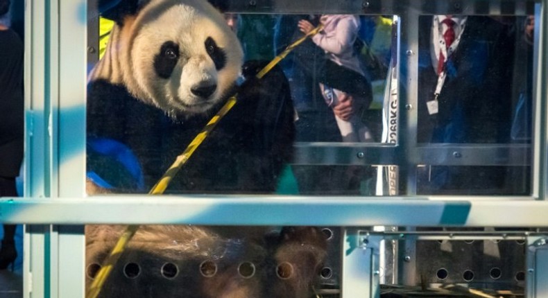 Xing Ya, one of the panda cubs, is introduced to the public at Schiphol airport