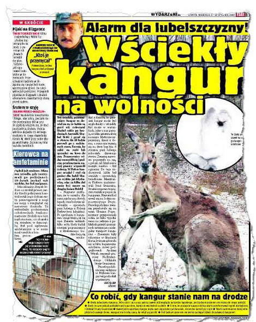 Wściekły kangur na wolności