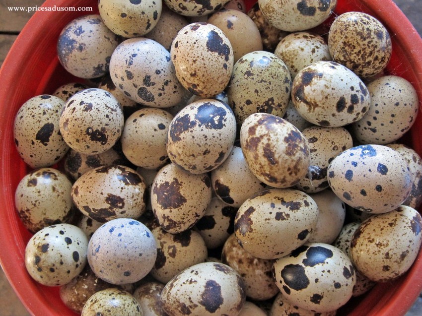 Organela prepeličja jaja