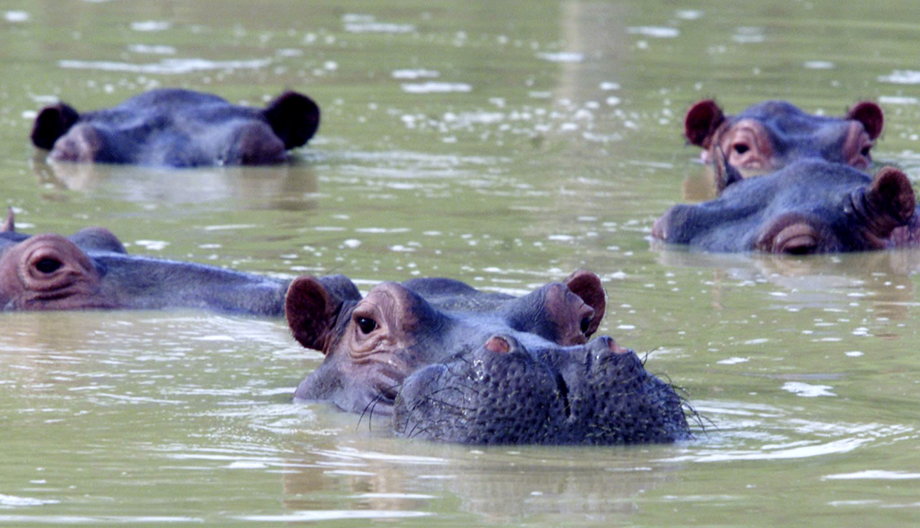 A herd of hippopotamuses swim in a muddy lake at the abandoned country home of former drug kingpin Pablo Escobar in central Colombia in Puerto Triunfo.