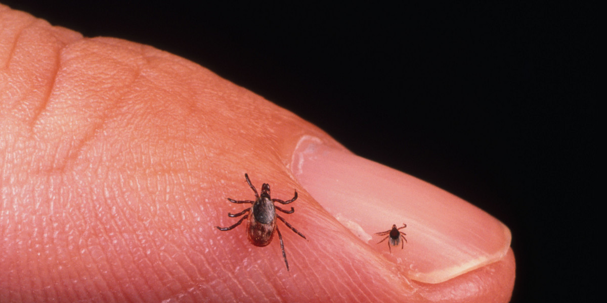 Nymph blacklegged ticks (right) are tiny compared to adults (left) but are the most common vectors for Lyme disease.